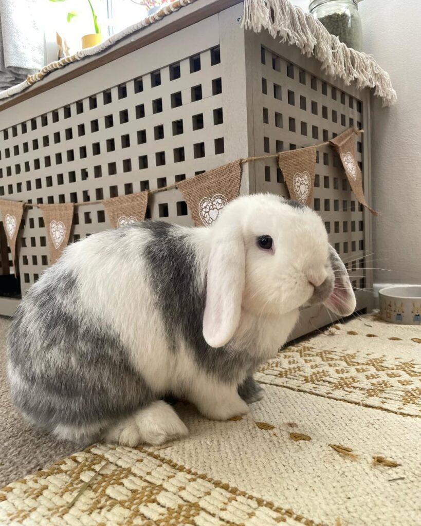 baby bunnies for sale near me