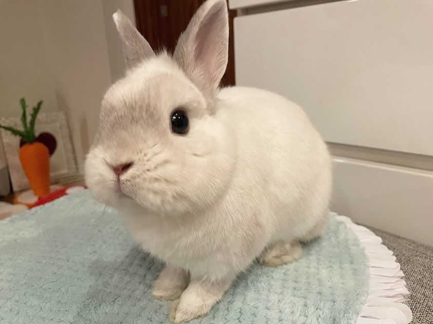 baby bunnies for sale near me